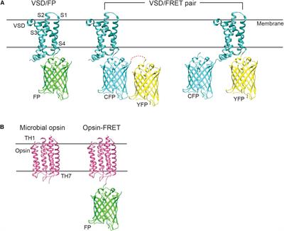 Optimizing Strategies for Developing Genetically Encoded Voltage Indicators